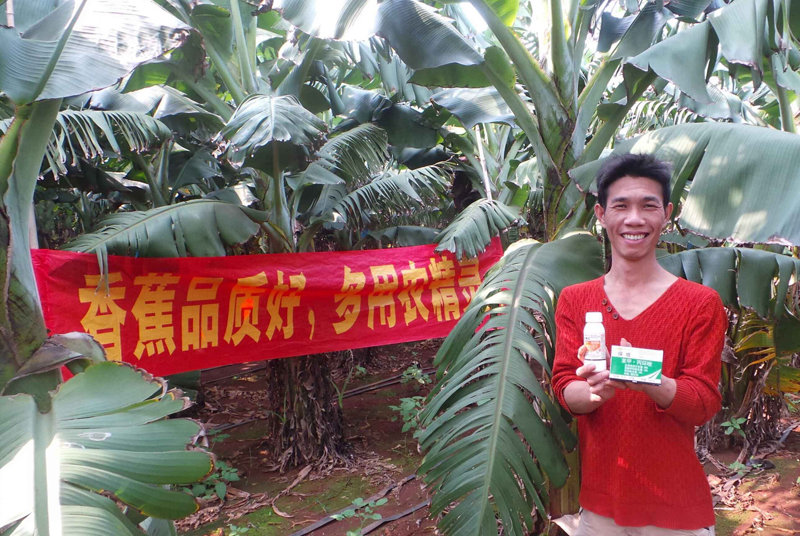 差距這么大， 是真的嗎？ 銀農故事匯—香蕉篇
