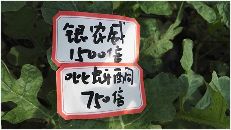 【探索】是什么讓黃蚜如此落敗？